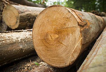 Pine roundwood logs from Portuguese forestry, graded for wholesale export