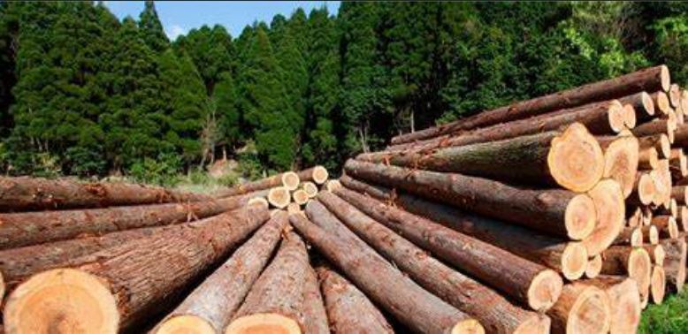 Freshly cut pine logs stacked at a Portuguese forest sawmill site