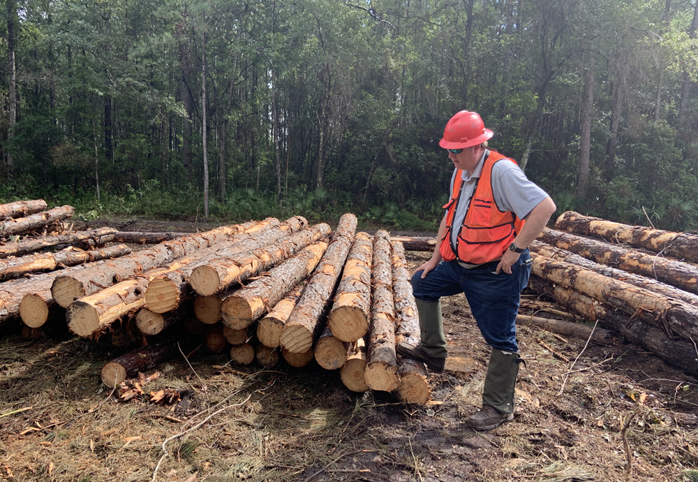 Sawn timber beams from Portugal prepared for wholesale export